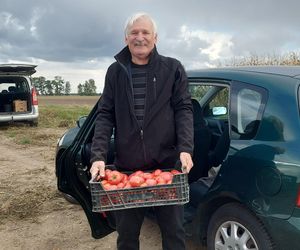 Samozbiory pomidorów na plantacji w Niewirkowie cieszą się powodzeniem