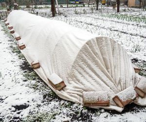 Jak chronić  przed mrozem warzywa zimujące w gruncie?