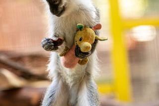 Antek psoci w lecznicy 