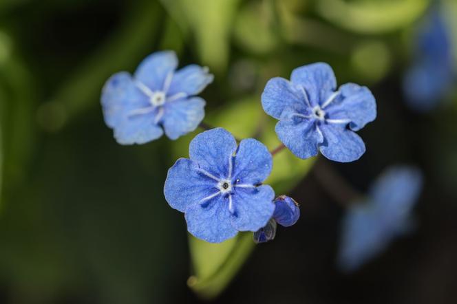 Niebieskie kwiaty w ogrodzie