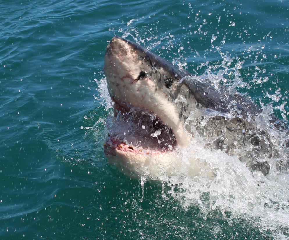 Atak rekina w ulubionym przez Polaków kurorcie. Kobieta została ciężko ranna