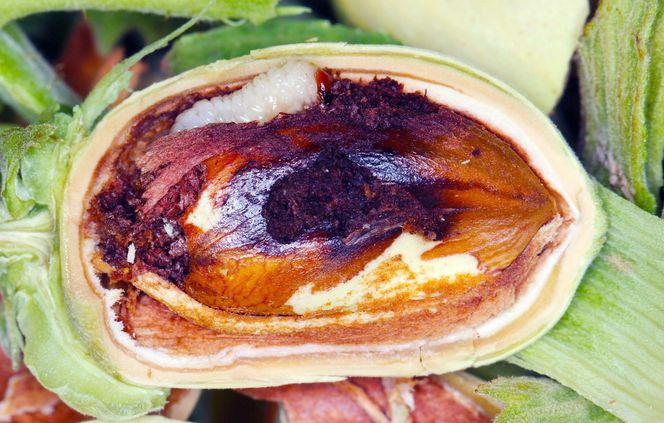 Słonkowiec orzechowiec