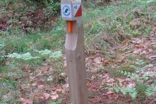 Nowa atrakcja turystyczna pod Olsztynkiem. Fani biegów na orientację będą zachwyceni