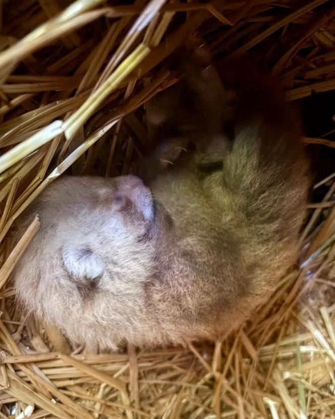 Wielka radość z pandy małej. W Orientarium Zoo Łódź na świat przyszedł trzeci potomek Ofelii i Otella