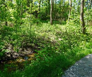 Tak wygląda park w dolinie Ślepiotki w Katowicach