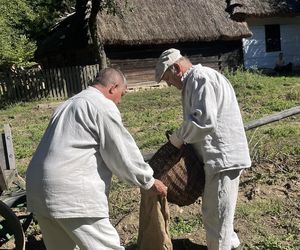 Tradycyjne wykopki w Muzeum Wsi Lubelskiej. Tak kiedyś zbierano ziemniaki