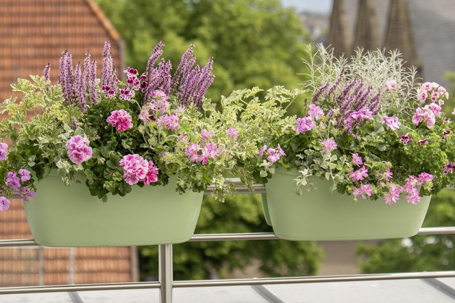 Pelargonie na balkonie