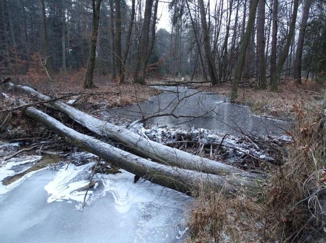 Nazwa tej rzeki na Podkarpaciu może przywoływać dziwne skojarzenia. Występuje w niej ponad 300 gatunków