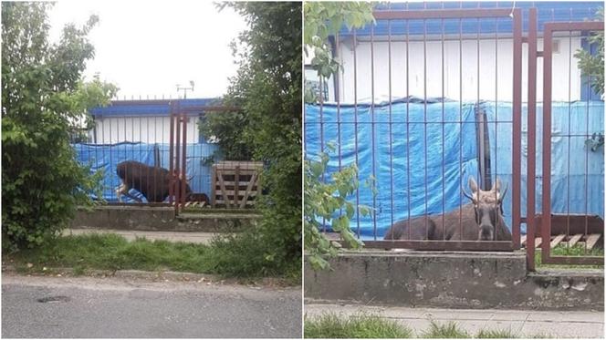Łoś na ulicach Płocka! Na miejscu lekarz weterynarii [ZDJĘCIA, AKTUALIZACJA]