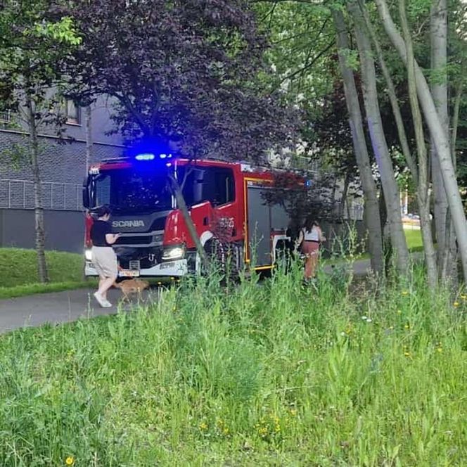 Akcja ratunkowa w Dolinie Trzech Stawów w Katowicach