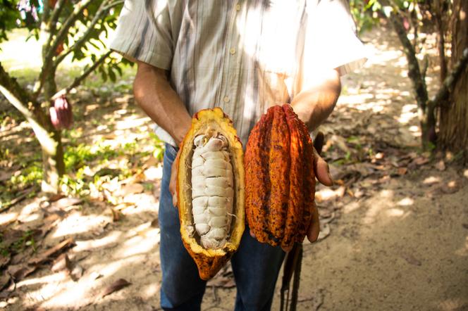 Dojrzały owoc kakaowca z ziarnami