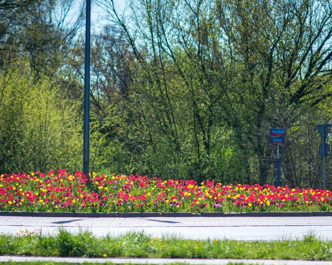 Warszawa utonęła w kolorowych tulipanach