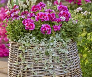 Pelargonie