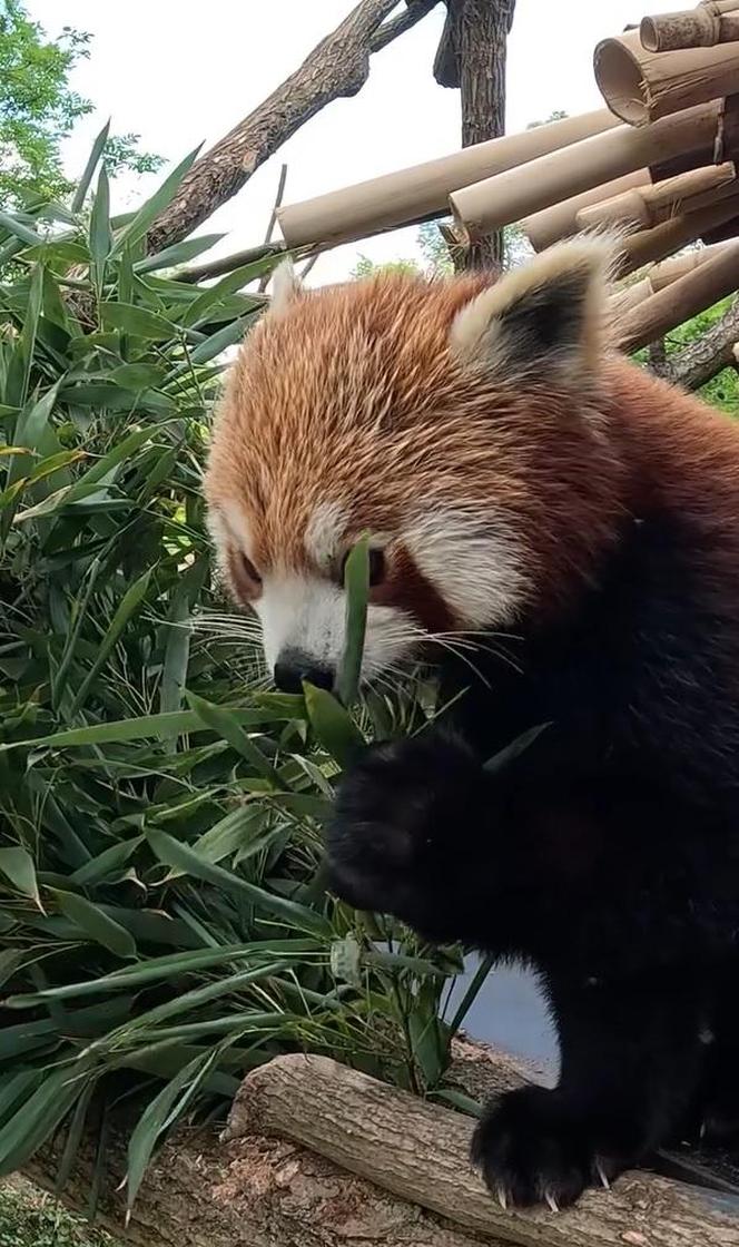 Samiec pandy rudej zamieszkał we wrocławskim zoo. Od razu wyskoczył na swój nowy wybieg [WIDEO]