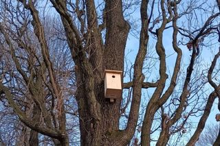 Nowe budki dla ptaków pojawiły się w miejskich parkach