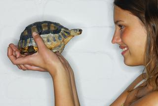 Żółw domowy - towarzysz na długie lata