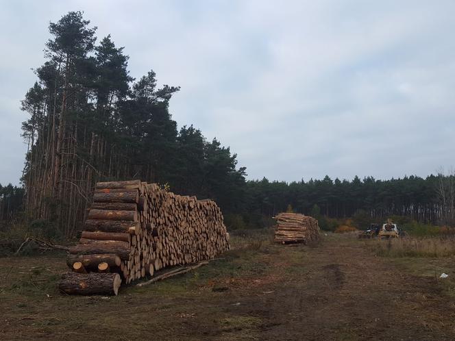 Zniknął kawał lasu w strefie inwestycyjnej I.D.E.A. w Lesznie