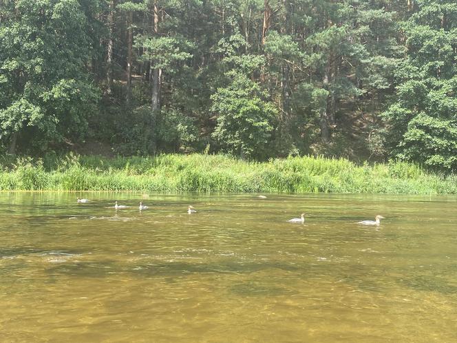 To idealna rzeka dla kajakarzy z woj. łódzkiego. Zobacz, jak wyglądają spływy Pilicą [ZDJĘCIA]