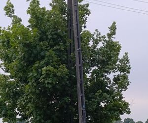 Ratował boćka na słupie, spadł z drabiny