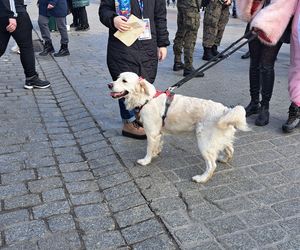 33. Finał WOŚP z grupą krakowskich Golden Retrieverów