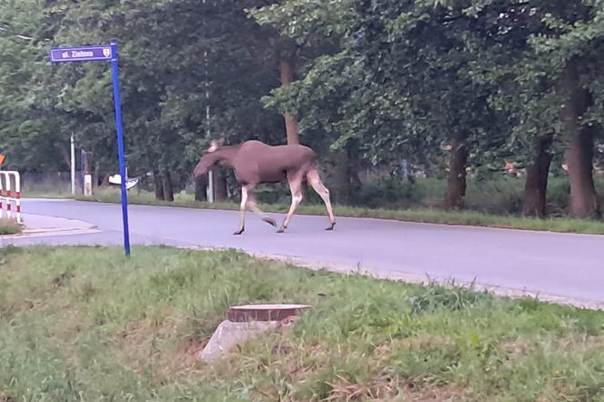 Łoś biega po ulicach we Wrocławiu. Do sieci trafiło nagranie 