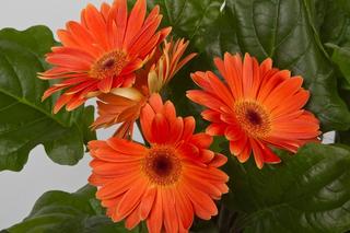 Kwitnąca gerbera w doniczce [Porada eksperta]