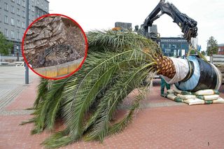 Powrót palm na rynek w Katowicach. Co się stało z Anią?