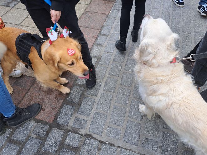 33. Finał WOŚP z grupą krakowskich Golden Retrieverów