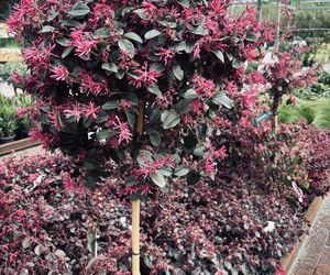 Loropetalum chińskie