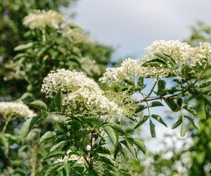 Czarny bez warto mieć w ogrodzie! Naturalny preparat na szkodniki, prosty w uprawie!