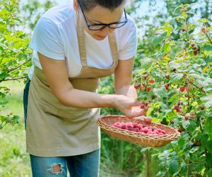 Zadbają o serce i odporność, pomogą schudnąć. W sezonie jedz codziennie