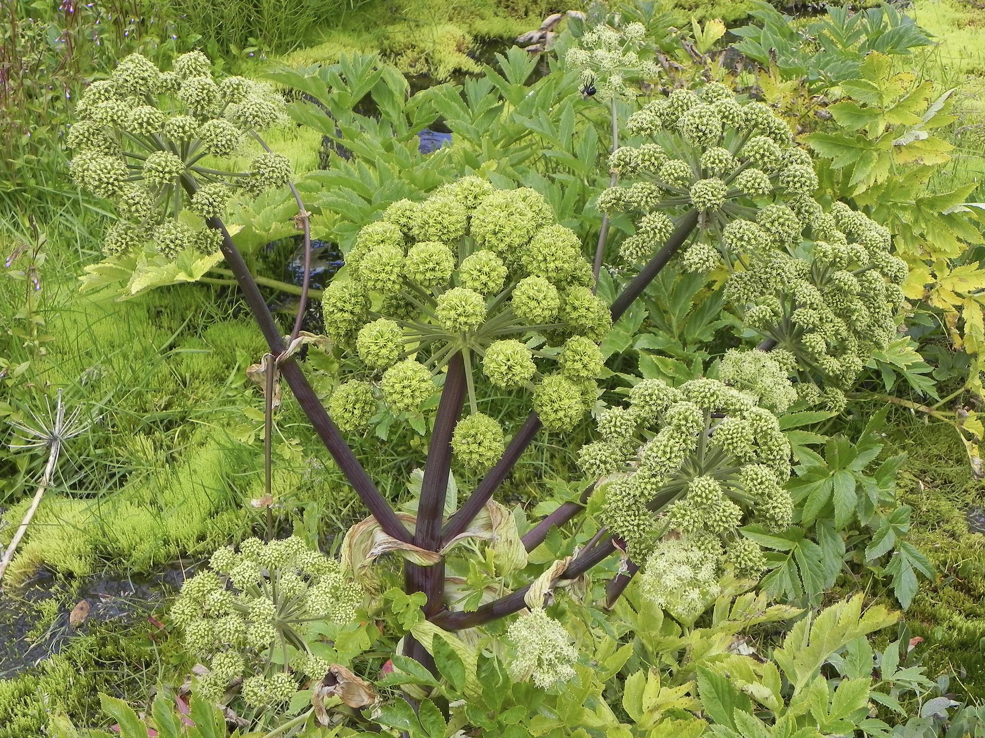 Что это за растение. Дягиль – archangelica officinalis. Дудник дягиль. Дудник Ангелика дягиль. Дягиль Дудник лекарственный.