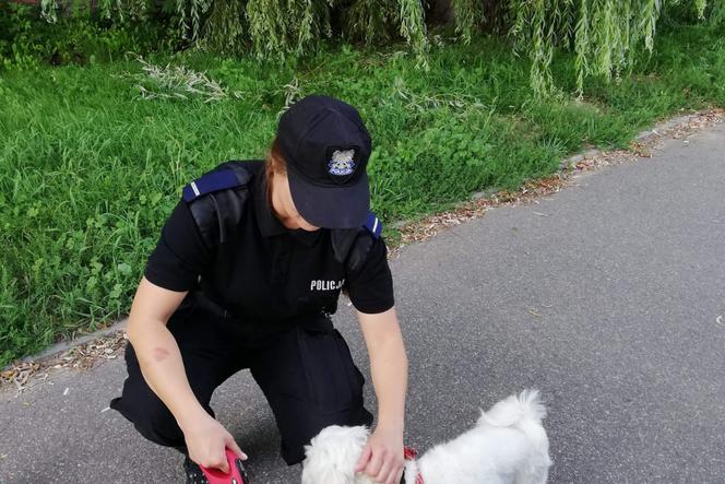 Toruń: Mężczyzna zostawił psa w nagrzanym samochodzie i poszedł na zakupy [ZDJĘCIA]