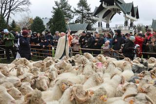 Wiosenne Święto Bacowskie w Ludźmerzu. Rozpoczął się redyk, oficjalny początek wypasanie owiec [GALERIA