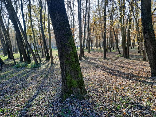 Park Miejski w Toruniu