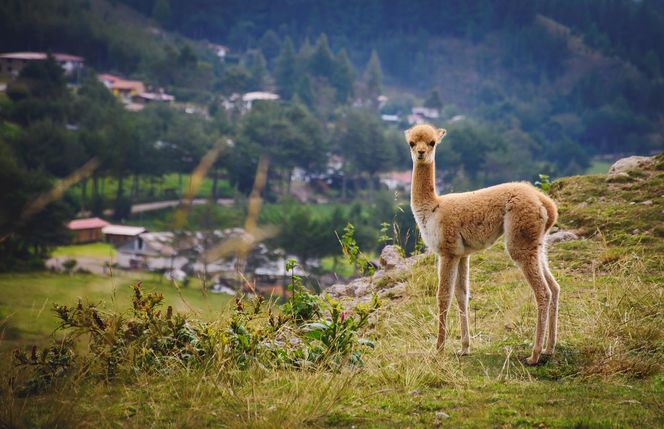 Peru