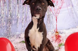 Z sercami i śniegiem w tle. Walentynkowa sesja zdjęciowa psów ze schroniska w Henrykowie koło Leszna