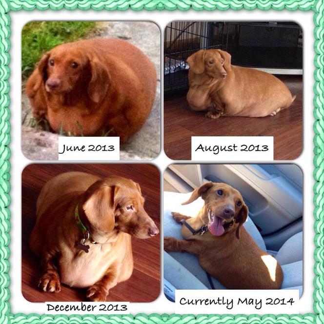 Dennis prawie zmarł z przekarmienia. Jamnik ważył 25 kg! Jak wygląda po intensywnej diecie?