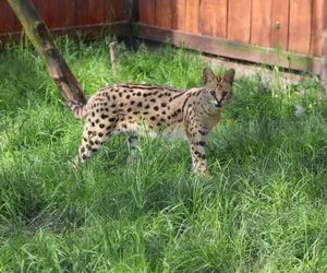 W tej małej wsi niedaleko Lublina jest nawer zoo! To miejsce jest idealne na jednodniową wycieczkę