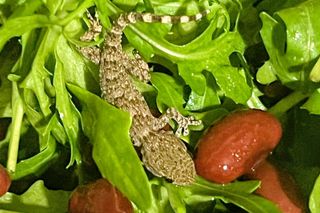 Egzotyczny przybysz trafił pod opiekę lubelskiego schroniska