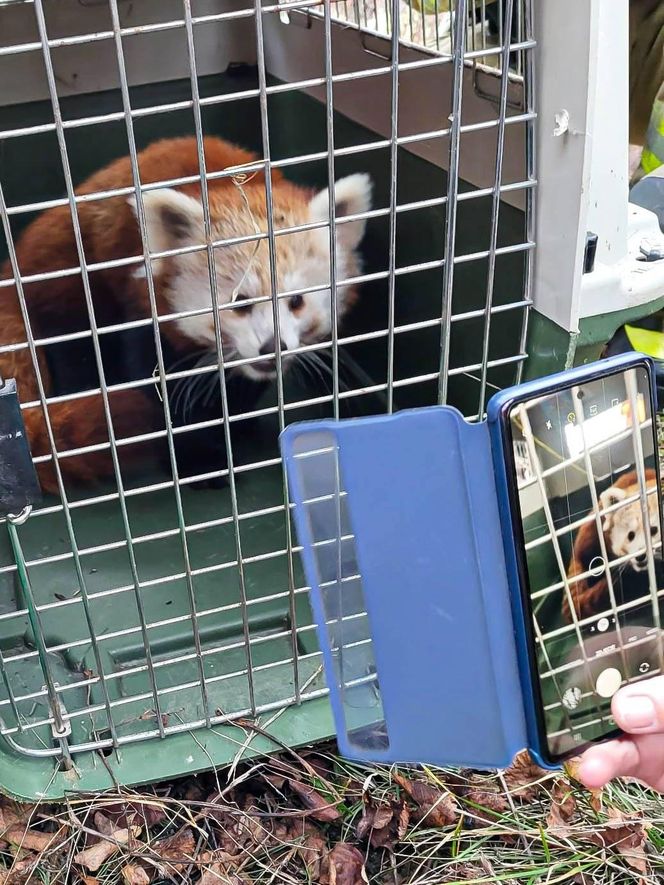 Panda, która uciekła z poznańskiego ZOO