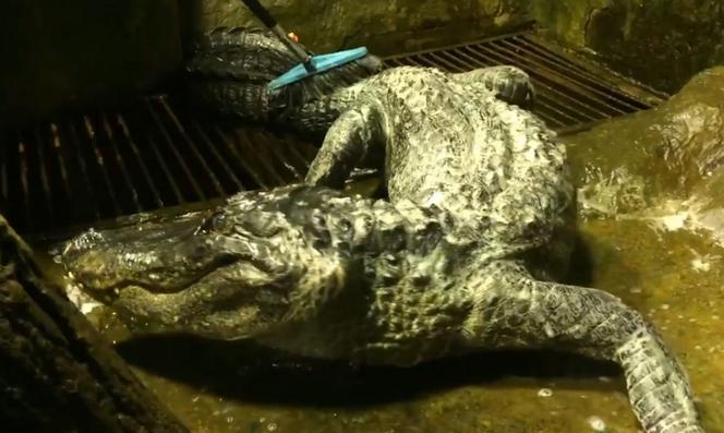 Zmarł aligator, który pamiętał II wojnę światową