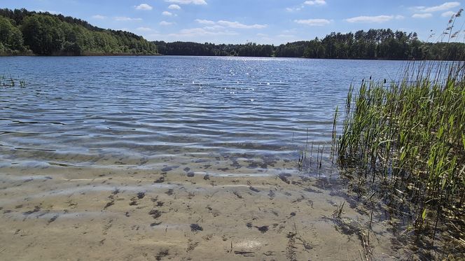 To jezioro w Olsztynie ma niezwykle czystą wodę. Jest kilka dzikich plaż, które świecą pustkami