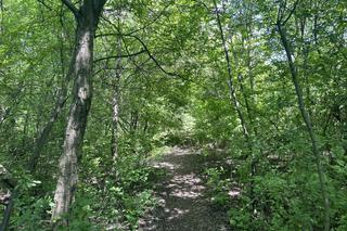 Kraków ma najdłuższy park w Polsce. Poznajcie Młynówkę Królewską! 