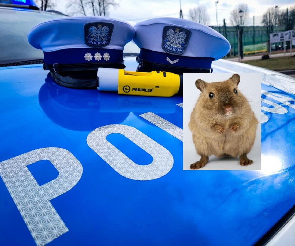 Policja