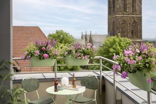 Pelargonia na balkonie