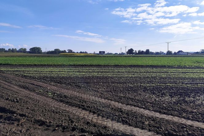 Rolnicy oszukani na nasionach