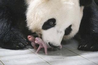 Cud narodzin w Korei Południowej. Panda wielka urodziła bliźnięta! Urocze zdjęcia misiowej mamy i maluchów