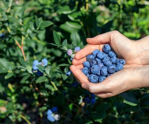 Organiczny nawóz do borówki amerykańskiej. Za 4 zł mam lepszy nawóz niż ten ze sklepów. Borówka obsypie soczystymi owocami