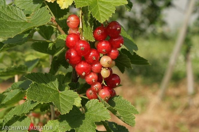 Rozmnażanie krzewów owocowych i ozdobnych przez odkłady